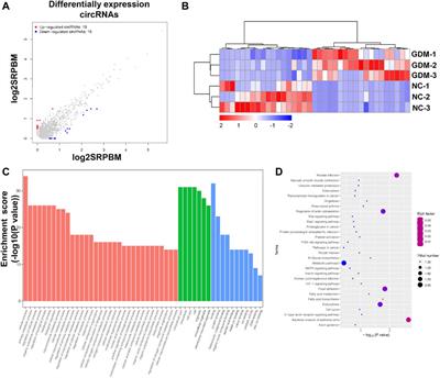 Identification of human placenta-derived circular RNAs and autophagy related circRNA-miRNA-mRNA regulatory network in gestational diabetes mellitus